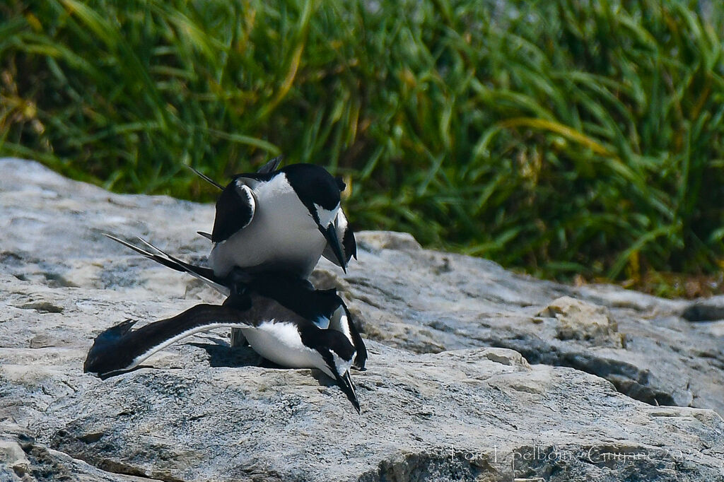 Sooty Tern