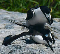 Sooty Tern