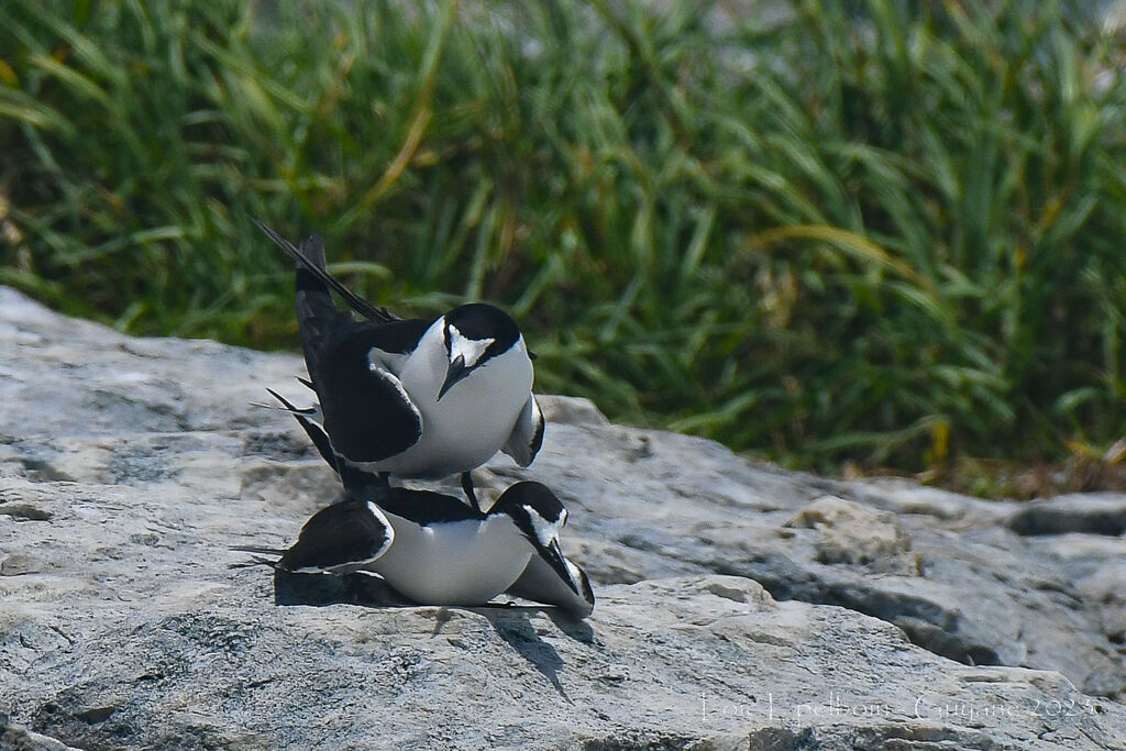 Sooty Tern