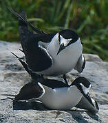 Sooty Tern