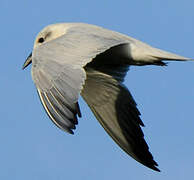 Gull-billed Tern