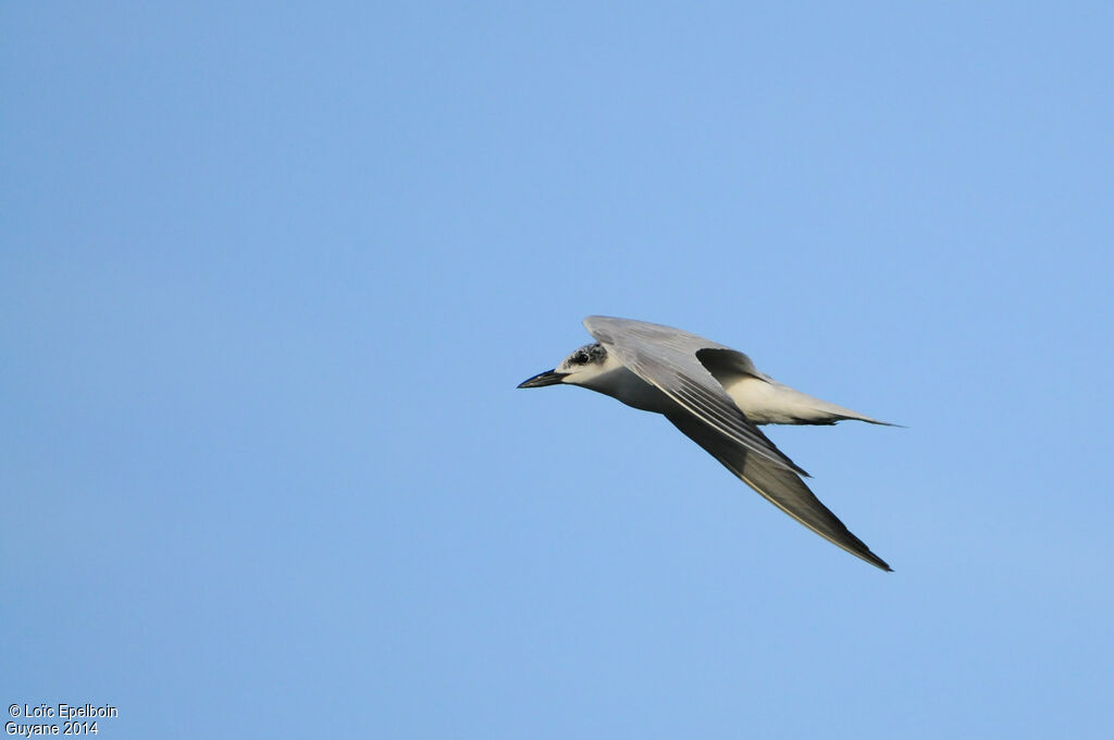 Gull-billed Tern