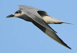 Gull-billed Tern