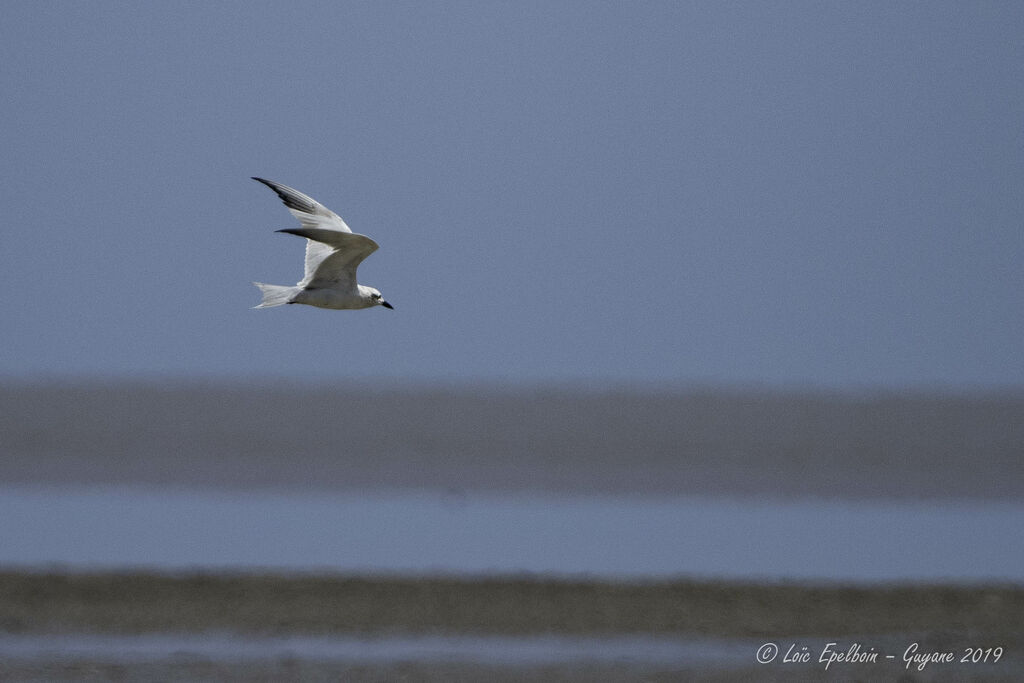 Gull-billed Tern