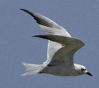 Gull-billed Tern