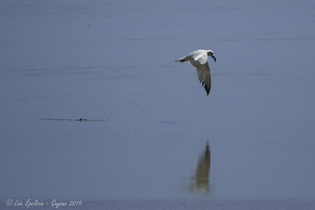 Gull-billed Tern