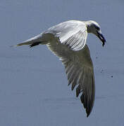 Gull-billed Tern