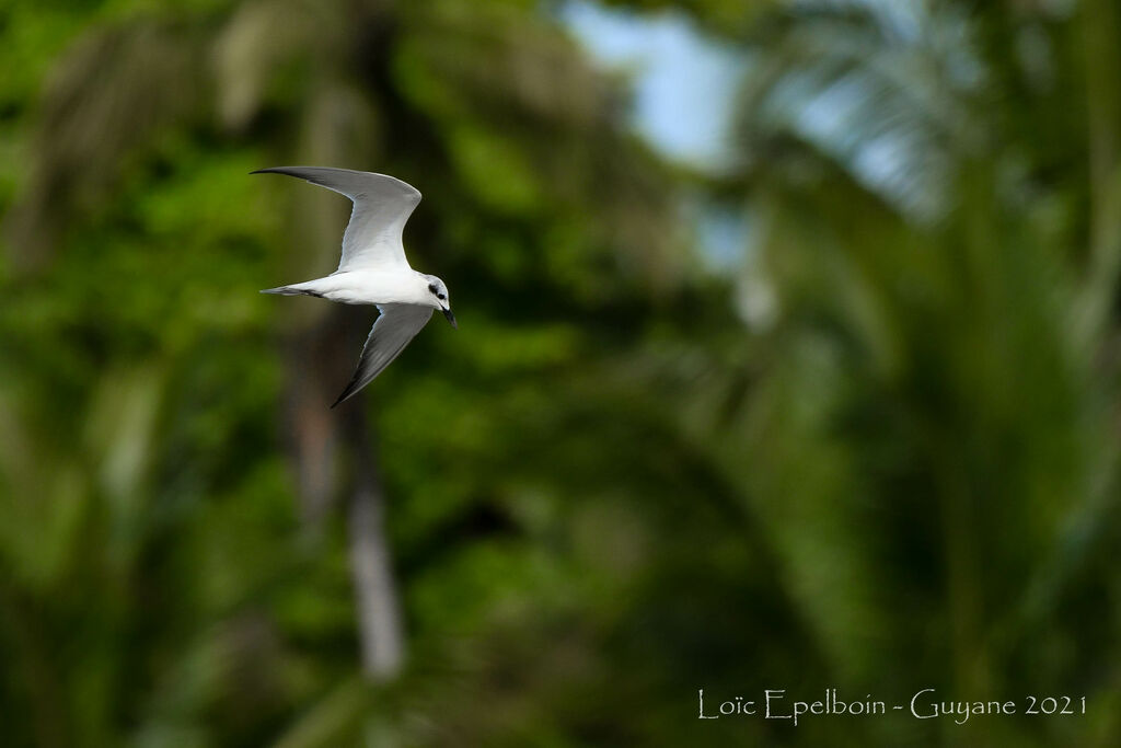 Gull-billed Tern