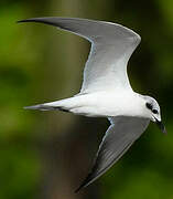 Gull-billed Tern