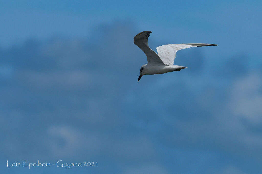 Gull-billed Tern