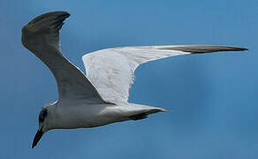 Gull-billed Tern