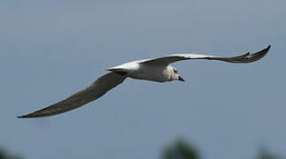 Gull-billed Tern