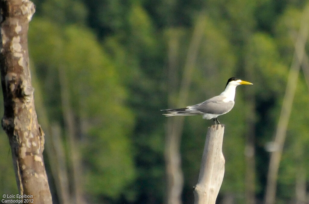 Greater Crested Tern