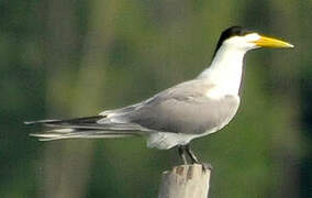 Greater Crested Tern