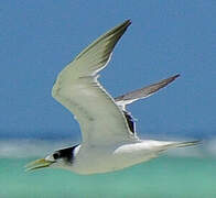 Greater Crested Tern