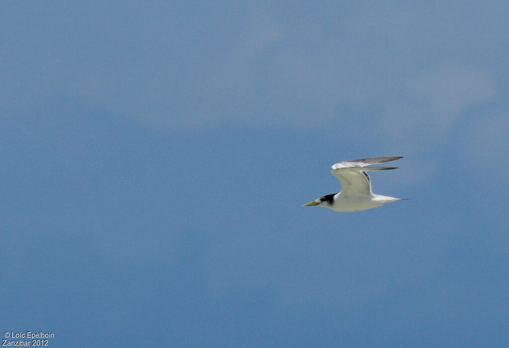 Greater Crested Tern