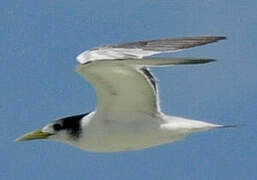 Greater Crested Tern