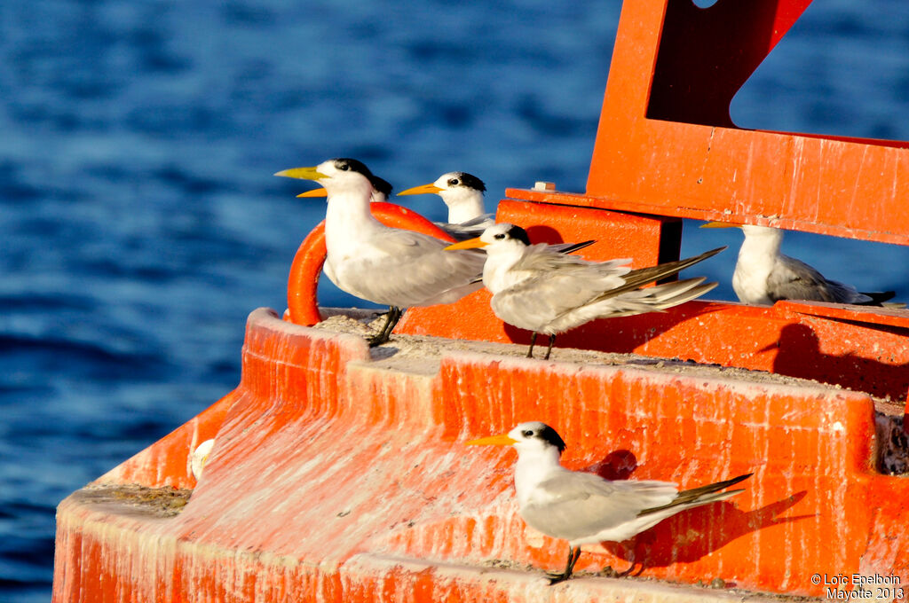 Greater Crested Tern