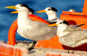 Greater Crested Tern