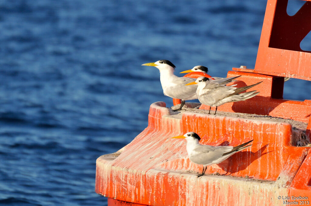 Greater Crested Tern