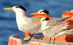 Greater Crested Tern