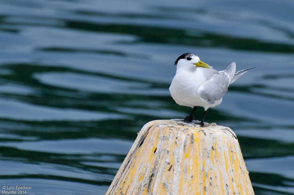 Greater Crested Tern