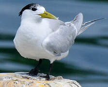 Greater Crested Tern