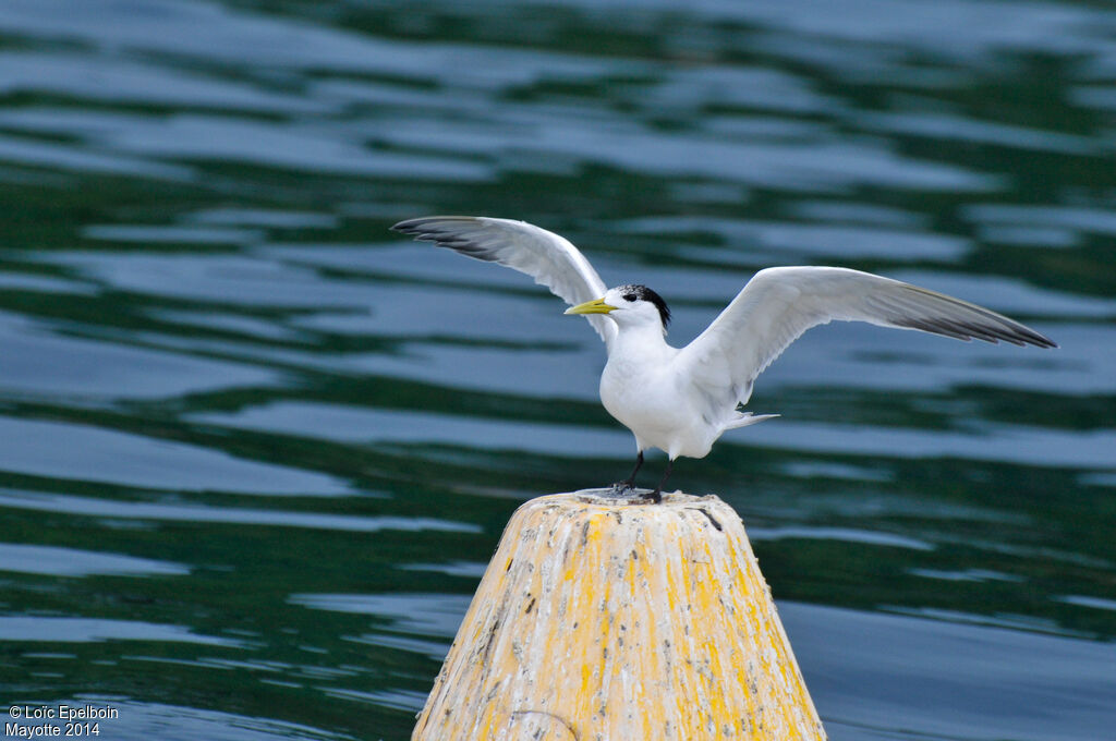 Greater Crested Tern