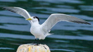 Greater Crested Tern