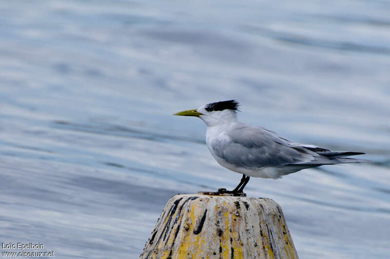 Greater Crested Tern, identification