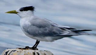 Greater Crested Tern