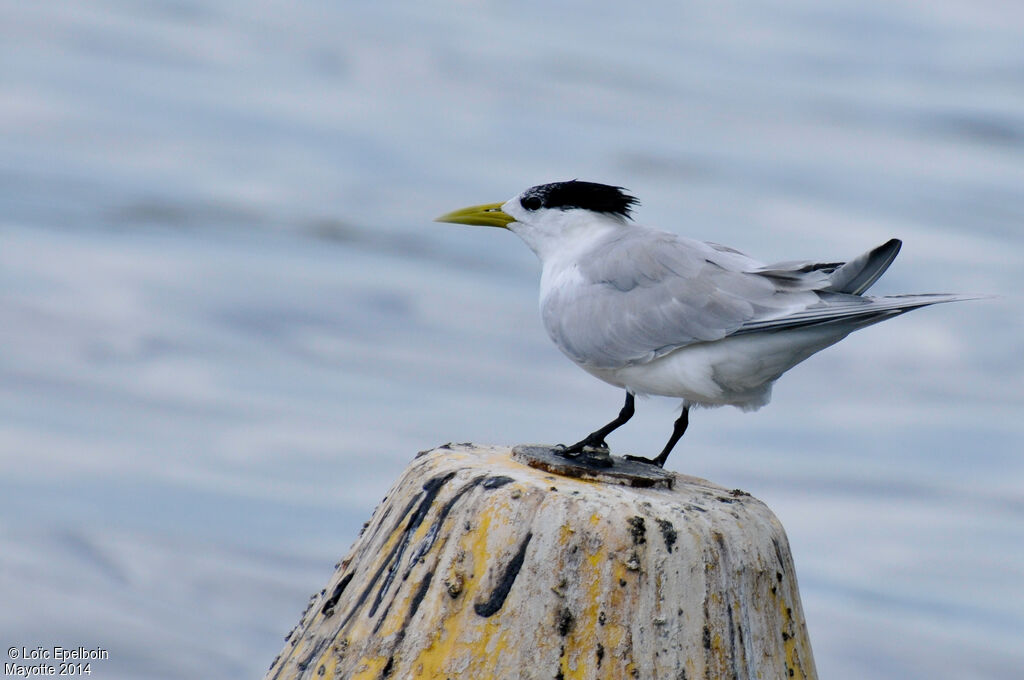 Greater Crested Tern