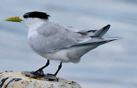 Greater Crested Tern