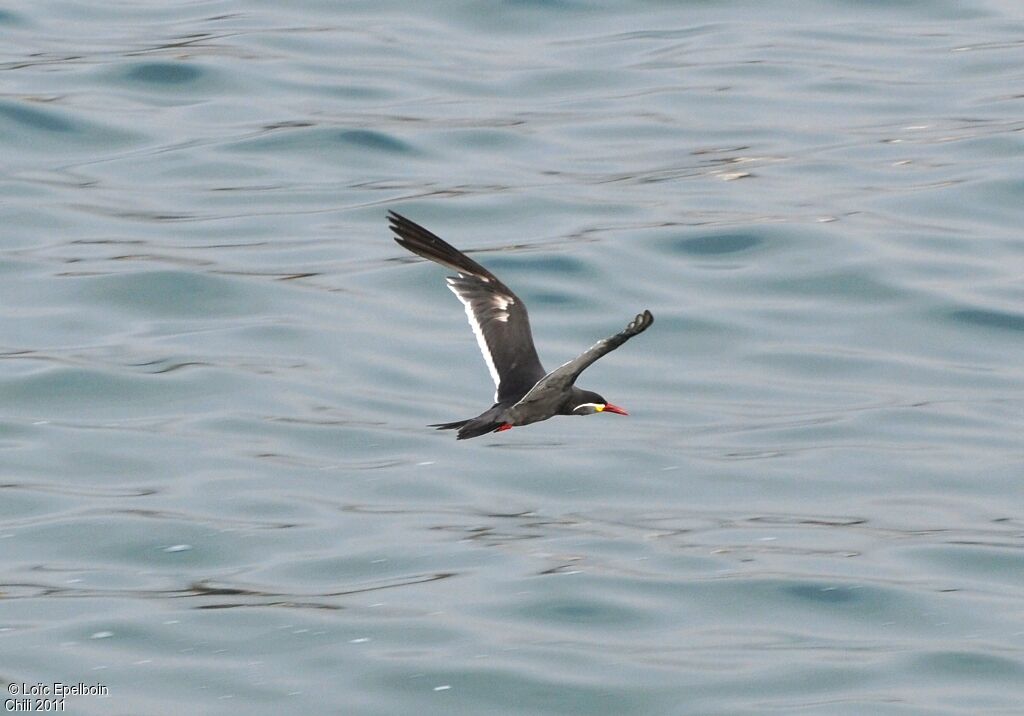 Inca Tern