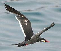 Inca Tern