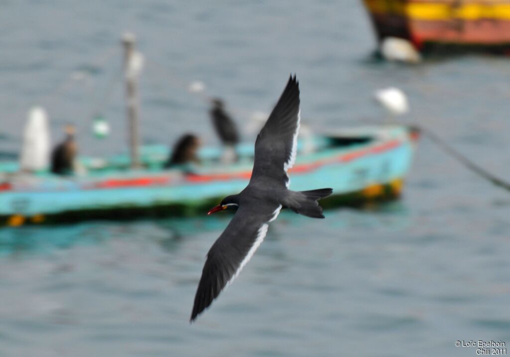 Inca Tern