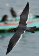 Inca Tern