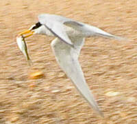 Little Tern