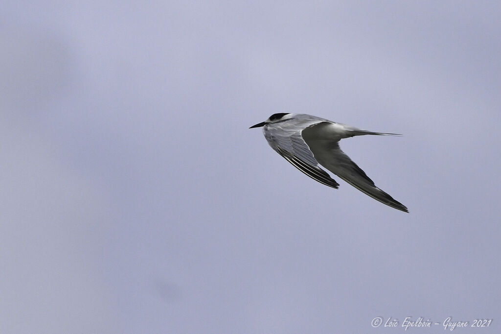 Common Tern