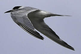 Common Tern