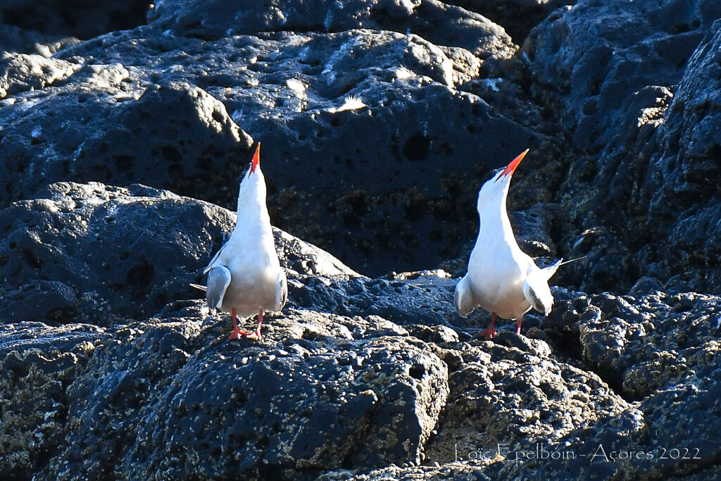 Common Tern