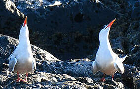 Common Tern