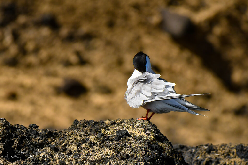 Common Tern