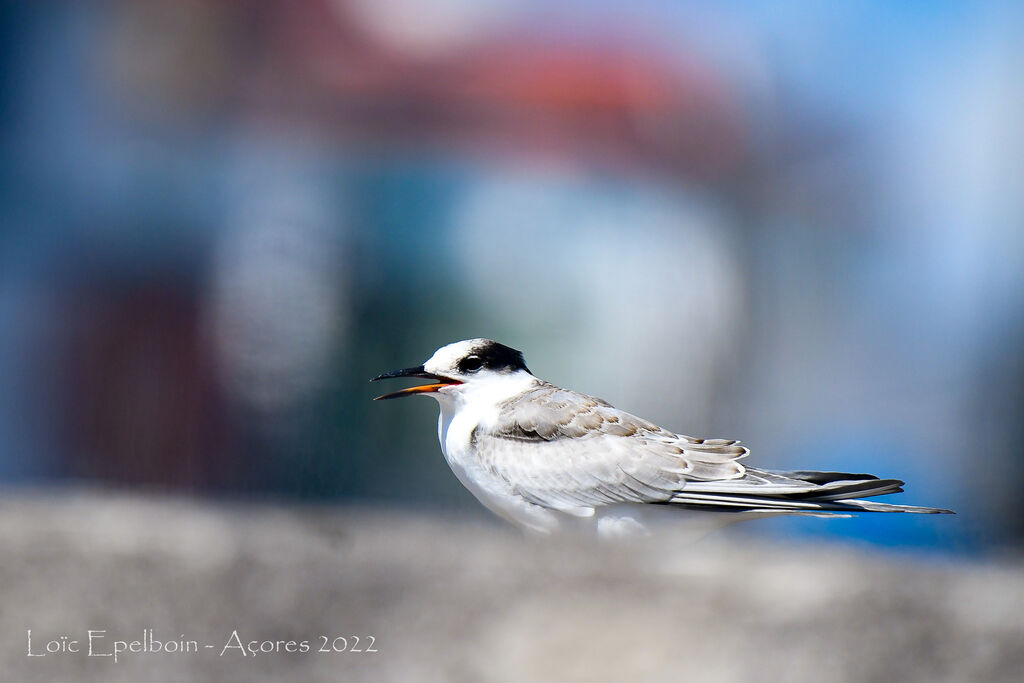 Common Tern