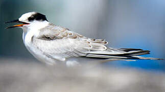 Common Tern