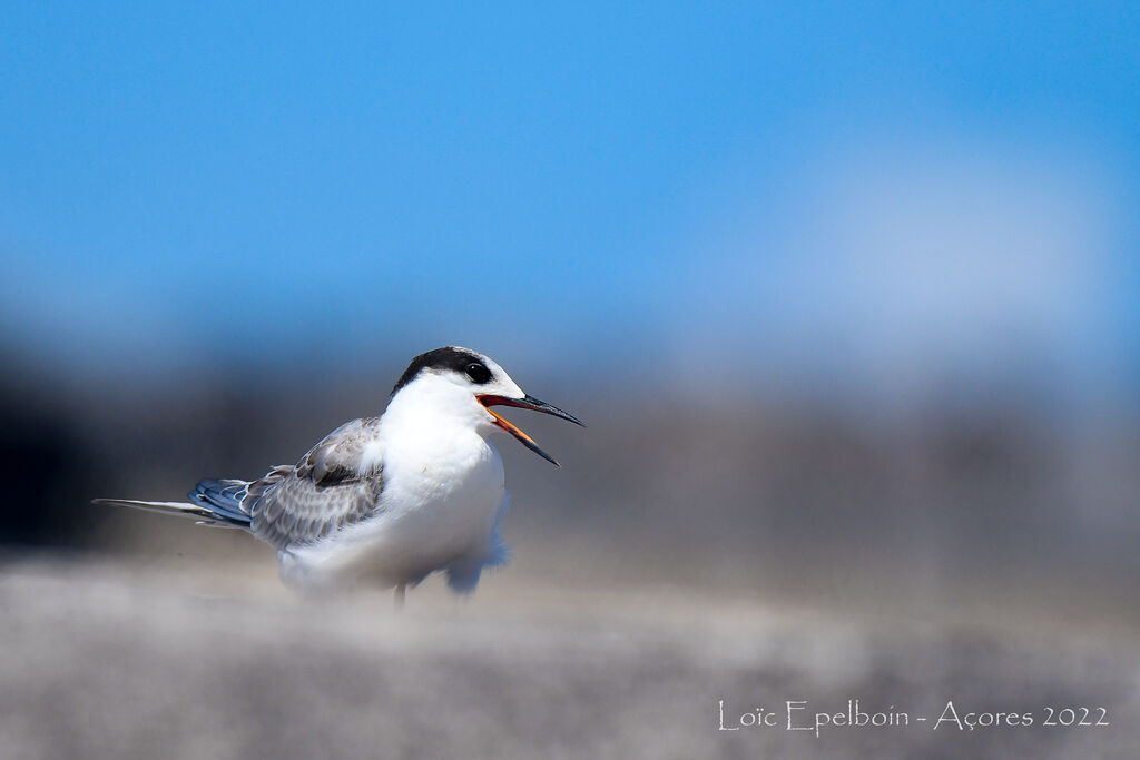 Common Tern