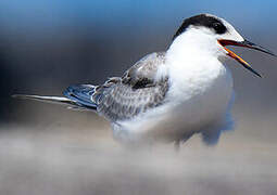 Common Tern