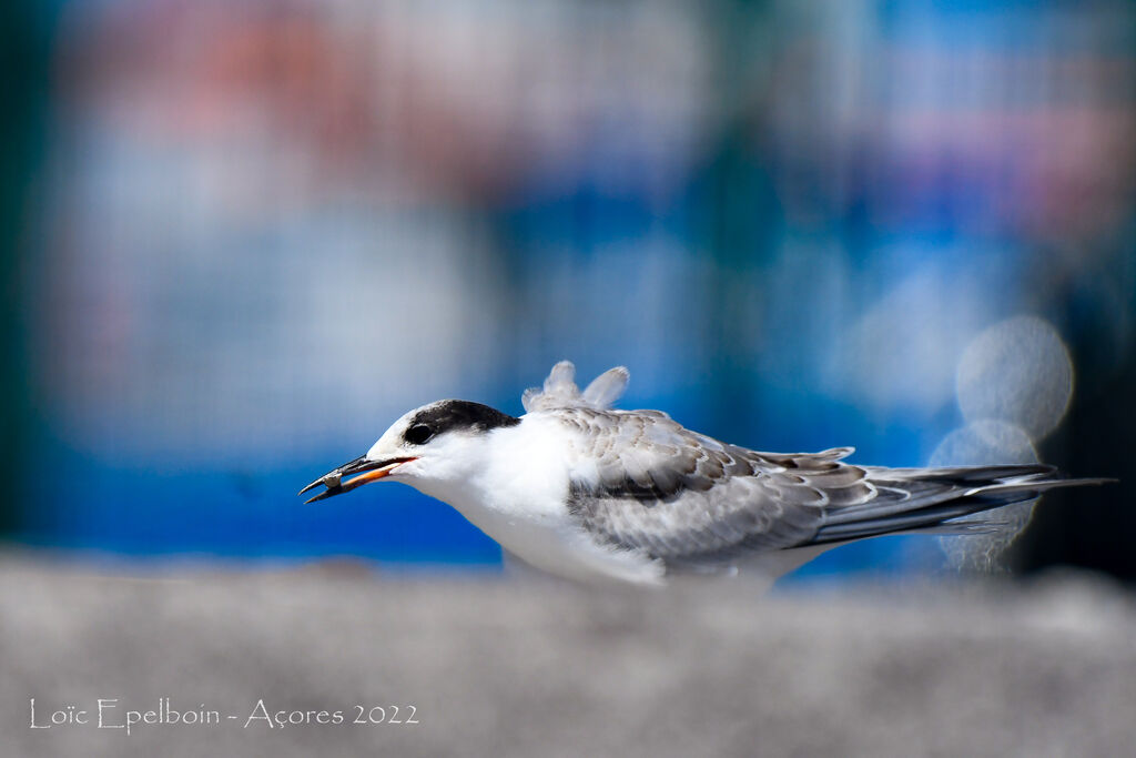 Common Tern