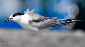 Common Tern