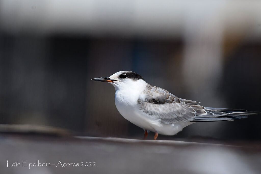 Common Tern